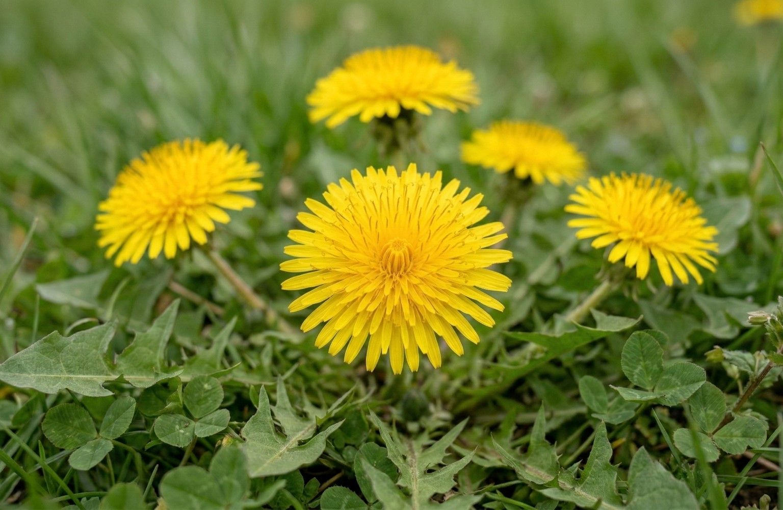 Bright yellow dandelion flowers growing in fresh spring grass, photographed close to the ground in natural light.